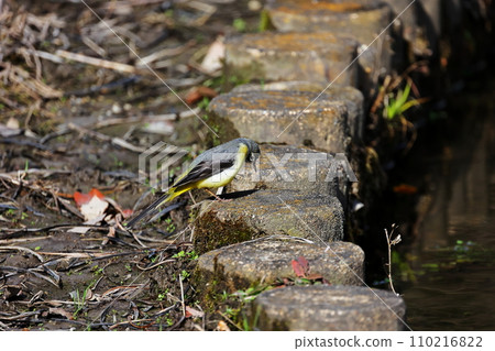 Wild bird Wild bird 110216822