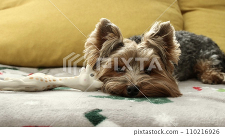 A small Yorkie dog is resting on a light blanket on the sofa 110216926