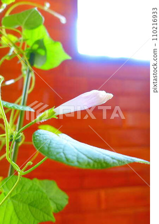 morning glory morning glory bud morning glory morning glory bud 110216933