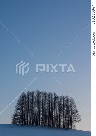 冬天的黃昏山丘和落葉松林 110216964