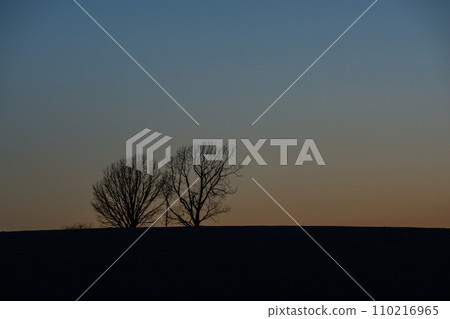 傍晚的天空和冬天的樹木別icho 110216965