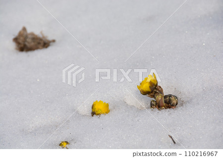 福壽莊從殘雪中綻放 110216967