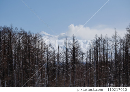 雪山和落葉松森林在冬天的晴天 雪山和落葉松森林在冬天的晴天 110217010