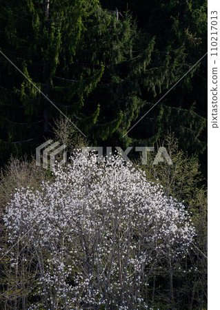 玉蘭花在春天領域盛開 110217013