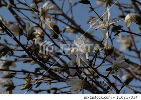 藍天白玉蘭花 110217014