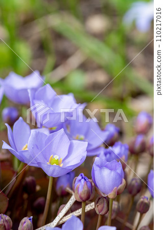Cute purple flower Tatsutasou in the spring garden 110217016
