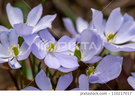 Cute purple flower Tatsutasou in the spring garden 110217017