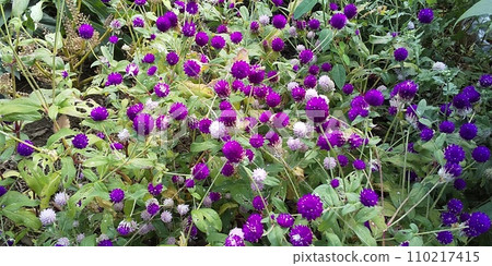 The white and purple closed flowers are the 1000-day red flower. 110217415