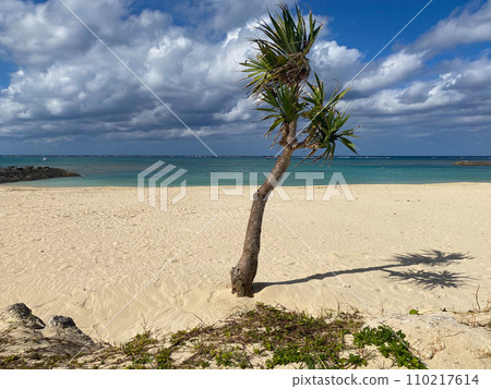 Lonely palm on the empty Uza beach after season, Yomitan, Okinawa, Japan 110217614