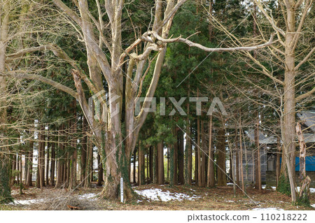 Zelkova巨大的樹秋田縣 Zelkova巨大的樹秋田縣 110218222