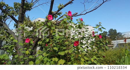 Large American hibiscus flowers at Kojima Flower Garden Large American hibiscus flowers at Kojima Flower Garden 110218334