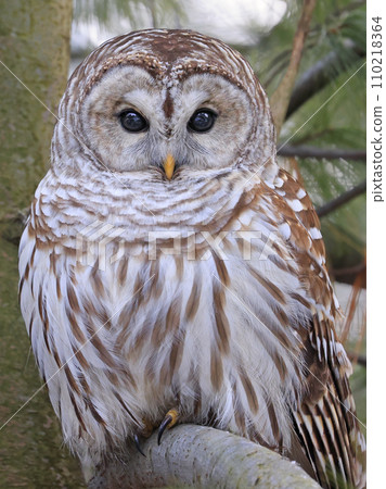 Barred Owl portrait on a tree branch with green background, Quebec, Canada Barred Owl portrait on a tree branch with green background, Quebec, Canada 110218364