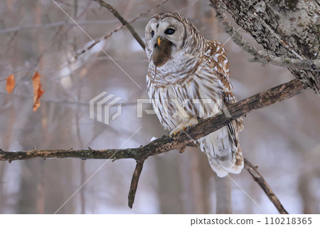 Barred Owl standing on a tree branch in the forest holding and eating his prey, Quebec, Canada Barred Owl standing on a tree branch in the forest holding and eating his prey, Quebec, Canada 110218365