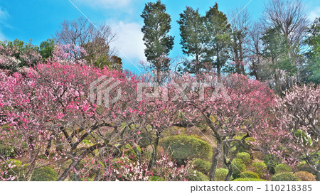 Ikegami Plum Garden fills the hills of plum blossoms in full bloom in Ota Ward, Tokyo Ikegami Plum Garden fills the hills of plum blossoms in full bloom in Ota Ward, Tokyo 110218385