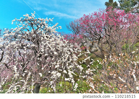 Ota-ku, Tokyo Early spring Ikegami plum garden white plum red plum blue sky collaboration Ota-ku, Tokyo Early spring Ikegami plum garden white plum red plum blue sky collaboration 110218515