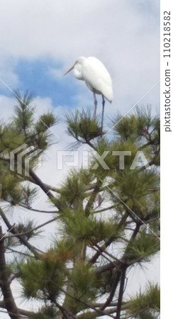 稻毛海濱公園黑松樹上的大白鳥是大白鷺。 稻毛海濱公園黑松樹上的大白鳥是大白鷺。 110218582