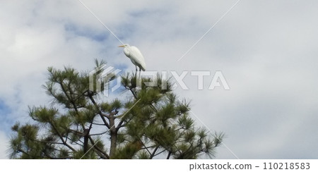稻毛海濱公園黑松樹上的大白鳥是大白鷺。 稻毛海濱公園黑松樹上的大白鳥是大白鷺。 110218583
