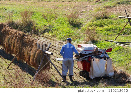 A scene of farmers threshing rice that has been dried on rice racks in the Satoyama area of Moroyama Town. 110218650