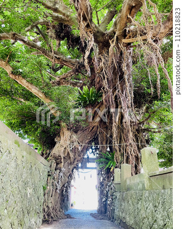 奈良尾神社的赤穗樹 奈良尾神社的赤穗樹 110218823