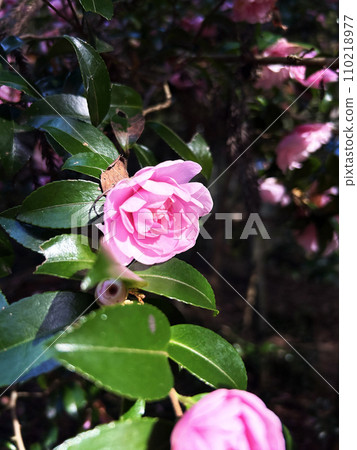 Pink camellia Pink camellia 110218977