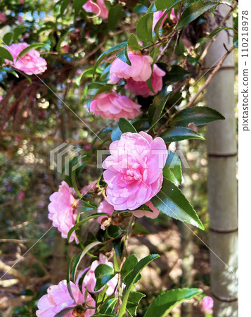 Camellia blooming in the park Camellia blooming in the park 110218978