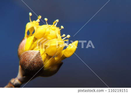Flower of Sanshui 110219151