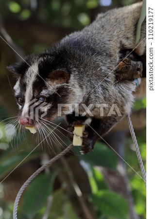 棕櫚果子狸吃食物 棕櫚果子狸吃食物 110219177