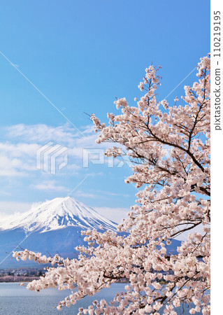 Spring Fuji in Japan and cherry blossoms Spring Fuji in Japan and cherry blossoms 110219195