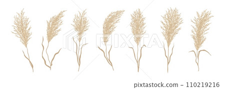 Pampas grass. Steppe nature or prairie flora dried plant, autumn garden or house interior element isolated vector. Bending on wind pampas grass branches with dried leaves and seeds collection 110219216