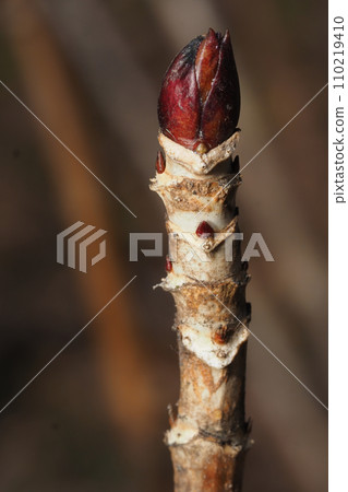 Hydrangea leaf marks and winter buds 110219410