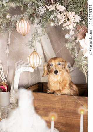 聖誕節套裝中的臘腸犬 110219531