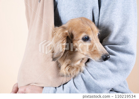 Dachshund in a dog carrier Dachshund in a dog carrier 110219534