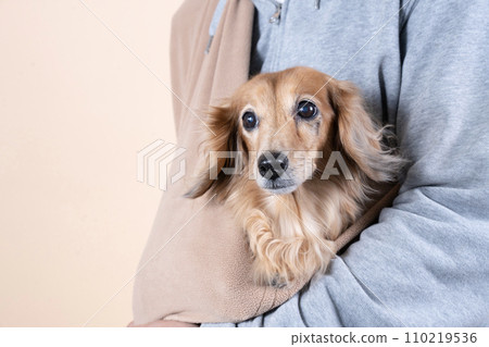 Dachshund in a dog carrier 110219536