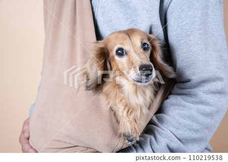 Dachshund in a dog carrier 110219538