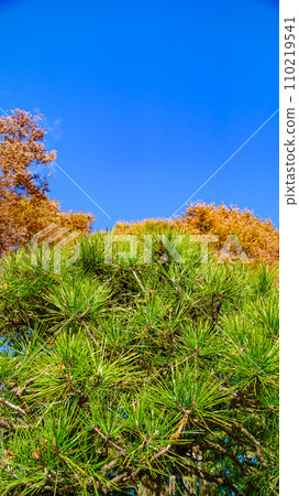 Pine tree 110219541