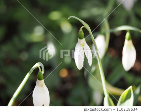 Snowdrop flowers blooming in the winter flowerbed Snowdrop flowers blooming in the winter flowerbed 110219634