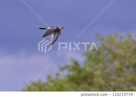 杜鵑⑨(北海道) 杜鵑⑨(北海道) 110219739