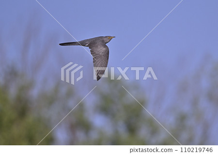 Cuckoo (Hokkaido) 110219746