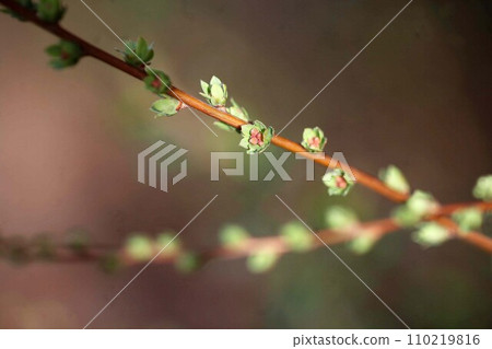Yuki willow begins to bud Yuki willow begins to bud 110219816
