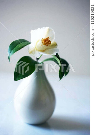 A single white camellia flower 110219821