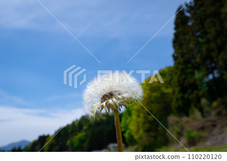 蒲公英的絨毛和藍天 110220120