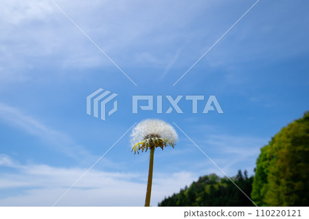 蒲公英的絨毛和藍天 蒲公英的絨毛和藍天 110220121