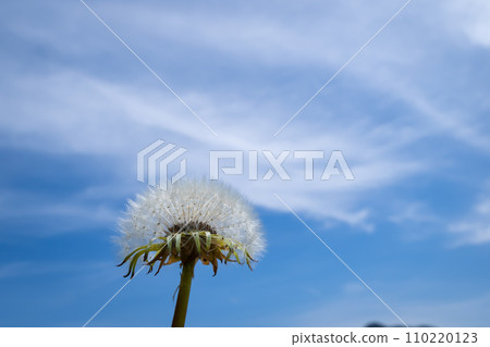 Dandelion's fluff and blue sky Dandelion's fluff and blue sky 110220123