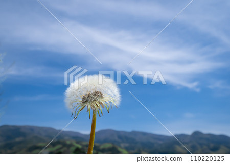 蒲公英的絨毛和藍天 110220125