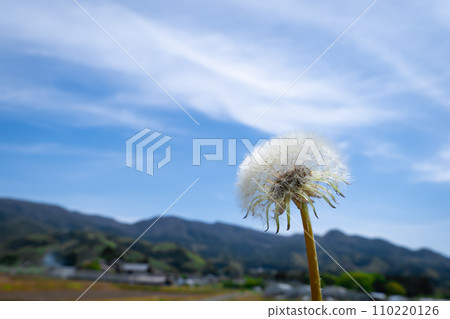 蒲公英的絨毛和藍天 110220126