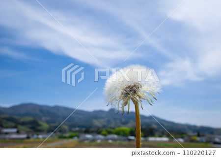 蒲公英的絨毛和藍天 110220127