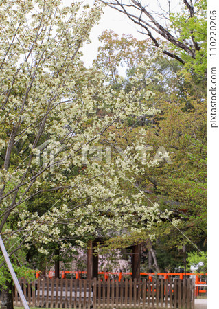 Utsukinzakura at Kamigamo Shrine Utsukinzakura at Kamigamo Shrine 110220206