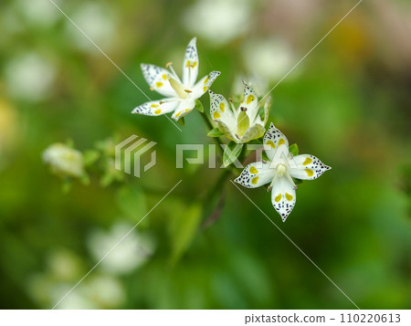 風景與曙 110220613