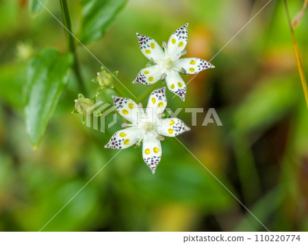 風景與曙 風景與曙 110220774