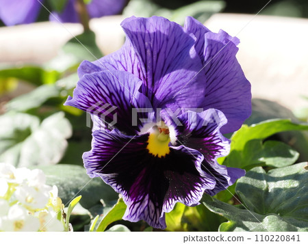 從種子長出的紫色褶邊三色堇 110220841
